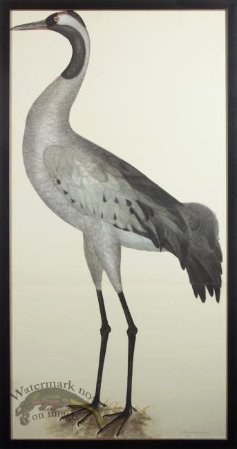 RB Bk COMMON CRANE PL 2